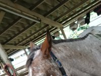 DSC 0249  I got to help the stable owner muck and scrub buckets, then took a ride.