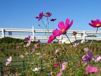 DSC 0694  Now we're at hockey practice. This is a park around Nissan Stadium nearby. Very nice wildflower garden along a biking/running route.