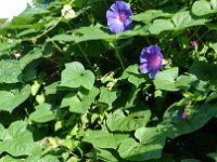 DSC 0731  Things in bloom - Morning Glory?