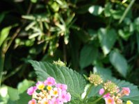DSC 0733  And lantana?