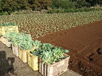 DSC 0736  Cabbage ready for planting. I was curious if humans did this or a machine.